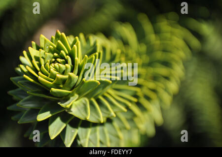 Araucaria araucana : un close-up of a monkey puzzle branche d'arbre en plein soleil. Banque D'Images