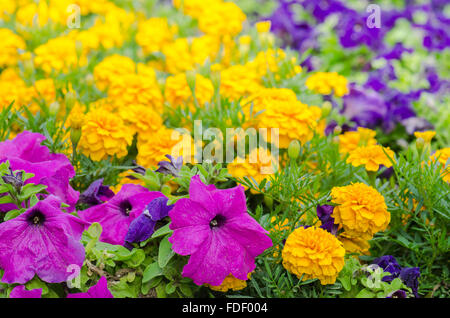 Arrière-plan de fleurs multicolores en été Banque D'Images