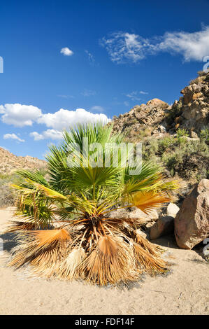 Un palmier au soleil de Californie au printemps Cottonwood Banque D'Images