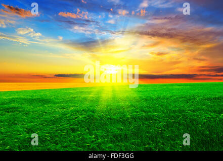 Magnifique coucher de soleil sur le champ vert. Paysage d'été. Banque D'Images