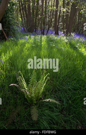 Fern avec tapis de jacinthes fleurs en arrière-plan (Endymion non-scriptus), dans les petits bois d'Essex, près de Copperas Bay RSPB na Banque D'Images