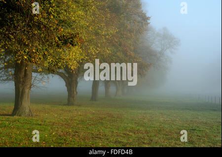 Ligne de tilleuls (Tiliaceae vulgaris) dans la brume du matin, à la péninsule sur Woolverstone Shotley, près d'Ipswich, Suffolk, 20 nov. Banque D'Images