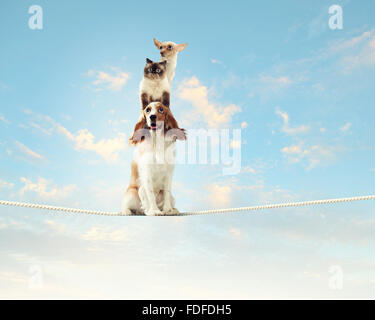 Image de spaniel chien équilibre sur corde Banque D'Images