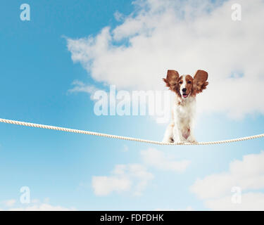 Image de spaniel chien équilibre sur corde Banque D'Images