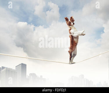 Image de spaniel chien équilibre sur corde Banque D'Images