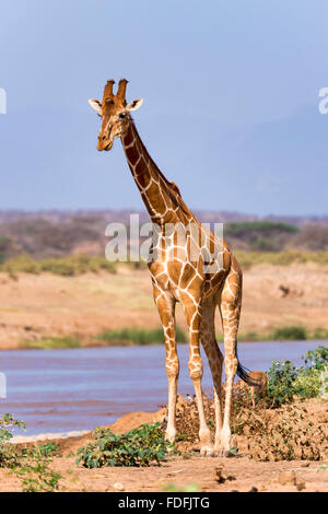 Giraffe réticulée (Giraffa camelopardalis reticulata) par la rivière, la réserve nationale de Samburu, Kenya Banque D'Images