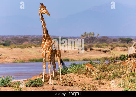 Giraffe réticulée (Giraffa camelopardalis reticulata) par la rivière, la réserve nationale de Samburu, Kenya Banque D'Images
