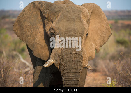 L'éléphant africain (Loxodonta africana), Madikwe Game Reserve, Nord-Ouest, Afrique du Sud, Afrique du Sud Banque D'Images