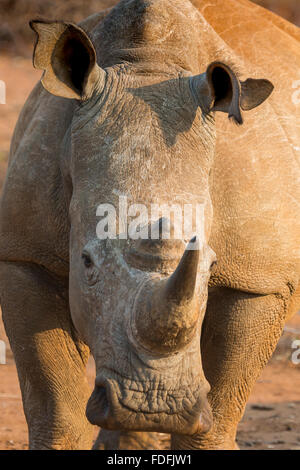 Le rhinocéros blanc (Ceratotherium simum), portrait, Madikwe Game Reserve, Nord-Ouest, Afrique du Sud Banque D'Images