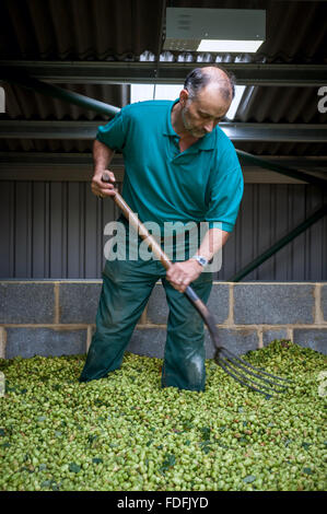 Farmer Christopher Daws mise à niveau de l'houblon dans son oast sur la dernière journée de préparation de la saison, à la ferme, Kitchenham Eischoll. Banque D'Images