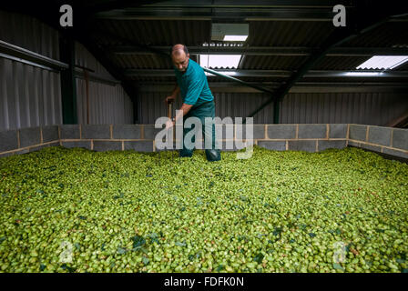 Farmer Christopher Daws mise à niveau de l'houblon dans son oast sur la dernière journée de préparation de la saison, à la ferme, Kitchenham Eischoll. Banque D'Images