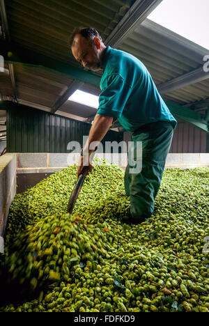 Farmer Christopher Daws mise à niveau de l'houblon dans son oast sur la dernière journée de préparation de la saison, à la ferme, Kitchenham Eischoll. Banque D'Images