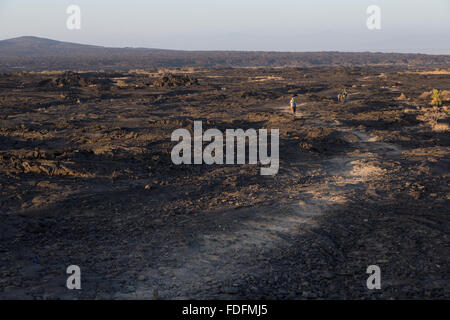 Les gens suivent un léger chemin à travers les champs de lave autour du volcan Erta Ale en Ethiopie. En ordre décroissant le volcan au petit matin d'éviter le pire de la journée de chaleur du désert. Banque D'Images