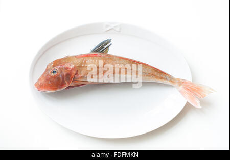 Grondin poisson cru on white plate Banque D'Images