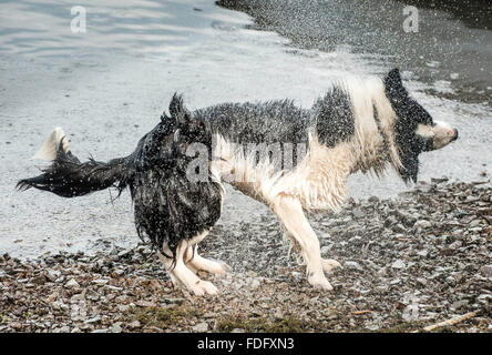 Chien secouant de l'eau sur un bord de lac Banque D'Images