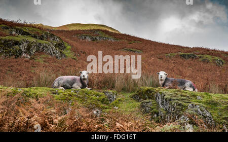 Moutons de Lake District Banque D'Images