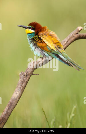 Une politique européenne des guêpiers perchés sur une branche.. Merops apiaster. Au printemps. Avec le plumage. Banque D'Images