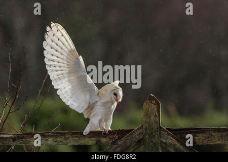 Une effraie des clochers (Tyto alba) perches avec ailes ouvertes sur une clôture de ferme. Avec une pluie légère. Banque D'Images