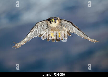 Un faucon pèlerin voler contre l'arrière-plan flou de la montagne en hiver. Falco peregrinus. Banque D'Images