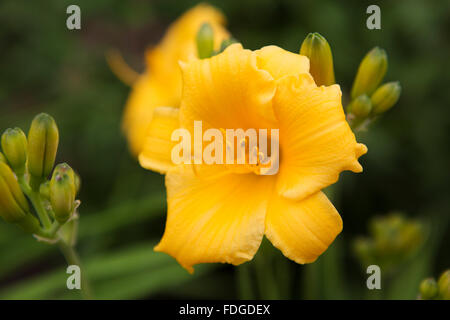 Une fleur jaune pousse à Halifax, au Canada. L'étamine de la fleur est chargée de pollen. Banque D'Images