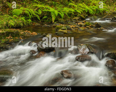 Une rivière avec des rapides et des petites banques couvertes de fougères. Dans le parc naturel de Saja-Besaya, Cantabrie, Espagne. Banque D'Images