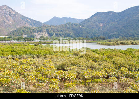 Les mangroves à Hong Kong Banque D'Images