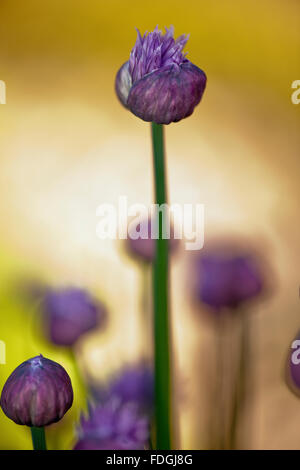 La ciboulette une précieuse herbe (Allium schoenoprasum) photographié dans un jardin anglais avec un objectif macro pour concentrer l'attention Banque D'Images