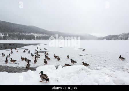 Canard colvert sur lac gelé Banque D'Images