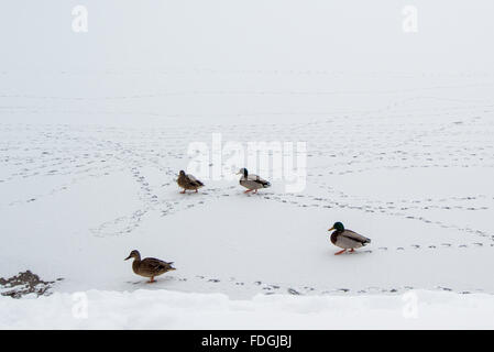 Les canards colverts marcher sur un lac gelé Banque D'Images