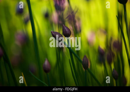 La ciboulette une précieuse herbe (Allium schoenoprasum) photographié dans un jardin anglais avec un objectif macro pour concentrer l'attention Banque D'Images