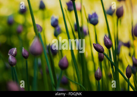 La ciboulette une précieuse herbe (Allium schoenoprasum) photographié dans un jardin anglais avec un objectif macro pour concentrer l'attention Banque D'Images