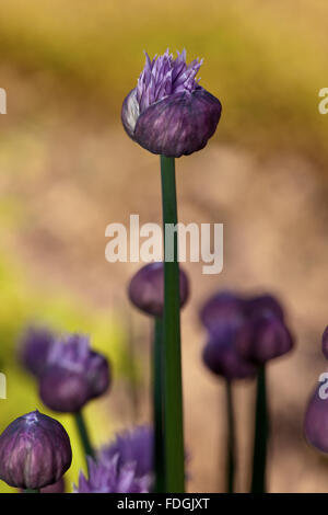 La ciboulette une précieuse herbe (Allium schoenoprasum) photographié dans un jardin anglais avec un objectif macro pour concentrer l'attention Banque D'Images