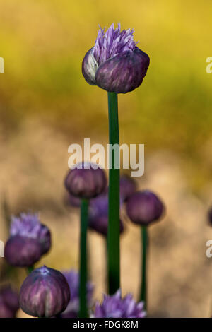 La ciboulette une précieuse herbe (Allium schoenoprasum) photographié dans un jardin anglais avec un objectif macro pour concentrer l'attention Banque D'Images