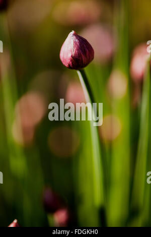 La ciboulette une précieuse herbe (Allium schoenoprasum) photographié dans un jardin anglais avec un objectif macro pour concentrer l'attention Banque D'Images