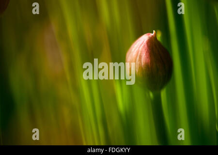 La ciboulette une précieuse herbe (Allium schoenoprasum) photographié dans un jardin anglais avec un objectif macro pour concentrer l'attention Banque D'Images