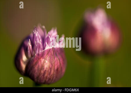 La ciboulette une précieuse herbe (Allium schoenoprasum) photographié dans un jardin anglais avec un objectif macro pour concentrer l'attention Banque D'Images