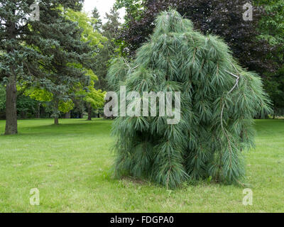 Un pin blanc pleureur, Pinus strobus 'Pendula' sur le côté ouest de l'arboretum Edwards Gardens, un parc bien connue de Toronto. Banque D'Images