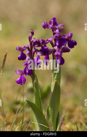 Orchidée à ailes vertes (Anacamptis morio) à Headley Gravel Pit, Hampshire, Royaume-Uni Banque D'Images