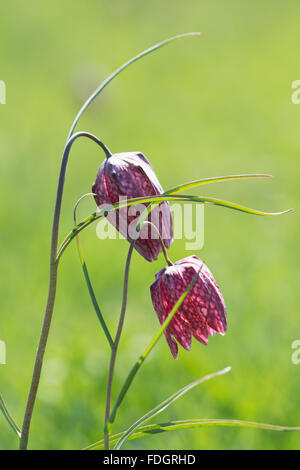 Tête de serpent fritillaire (Fritilaria meleagris), Royaume-Uni Banque D'Images