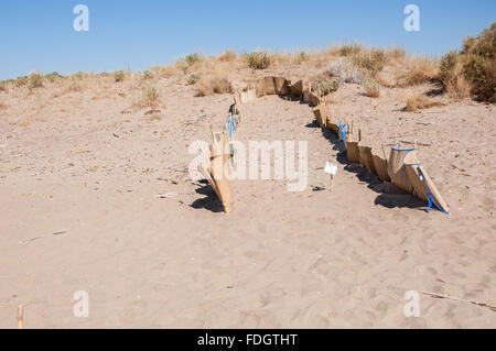 Constructions spéciales protège les œufs de tortues sur la plage de sable. Zakynthos, Grèce Banque D'Images