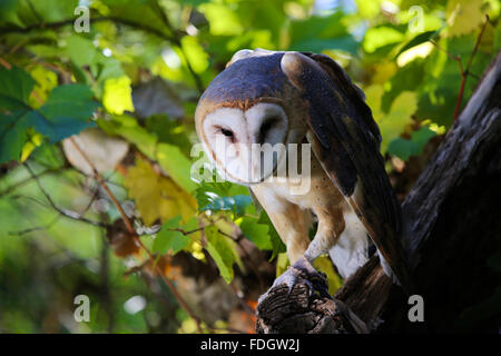Barn Owl in tree Banque D'Images
