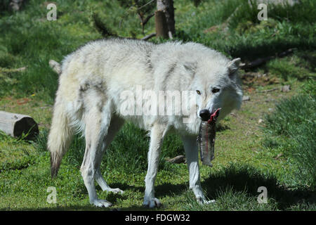 Loup gris Canis lupus de manger un poisson Banque D'Images