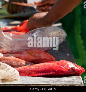 Gros plan carré de poisson de groupage à vendre sur le marché humide au Cap-Vert. Banque D'Images