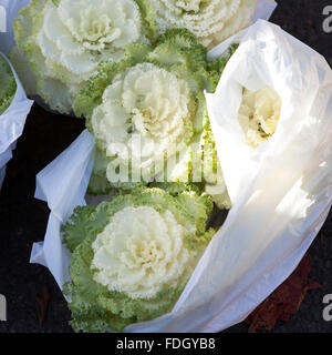 Chou-fleur empilés dans une rangée à l'extérieur du marché Banque D'Images