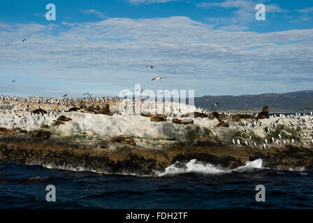Les lions de mer et des cormorans sur l'île dans le canal de Beagle, Ushuaia, Tierra del Fuego, Patagonie, Argentine, Amérique du Sud Banque D'Images
