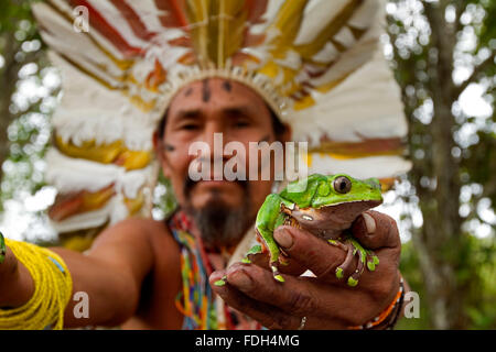 Shaman avec des grenouilles d'élaborer Kambo médecine. Amazon. Alto jurua. Croa, Brésil Banque D'Images