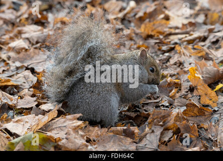 Écureuil gris de l'est (Sciurus carolinensis) sur le fond de la forêt, manger des noix, automne, E Amérique du Nord, par Skip Moody/Dembinsky photo Assoc Banque D'Images