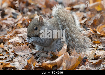 Écureuil gris de l'est (Sciurus carolinensis) sur le fond de la forêt, manger des noix, automne, E Amérique du Nord, par Skip Moody/Dembinsky photo Assoc Banque D'Images