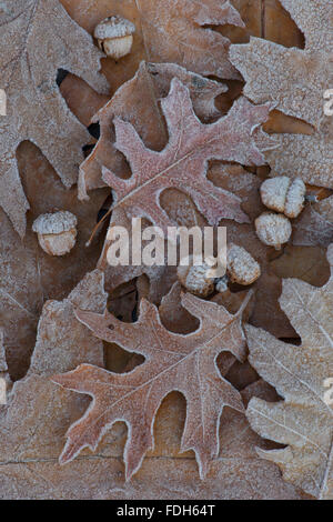 Gel sur PIN Chêne (Quercus palustris) feuilles et acornes, automne, est de l'Amérique du Nord, par Skip Moody/Dembinsky photo Assoc Banque D'Images