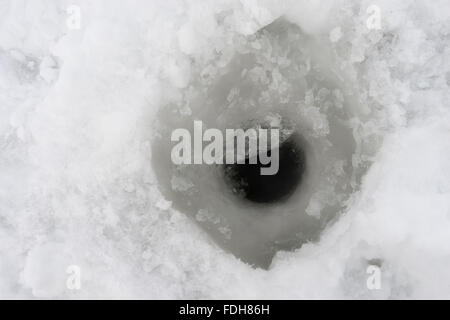 Trou percé dans la glace la glace, prêt pour la pêche sur glace Banque D'Images